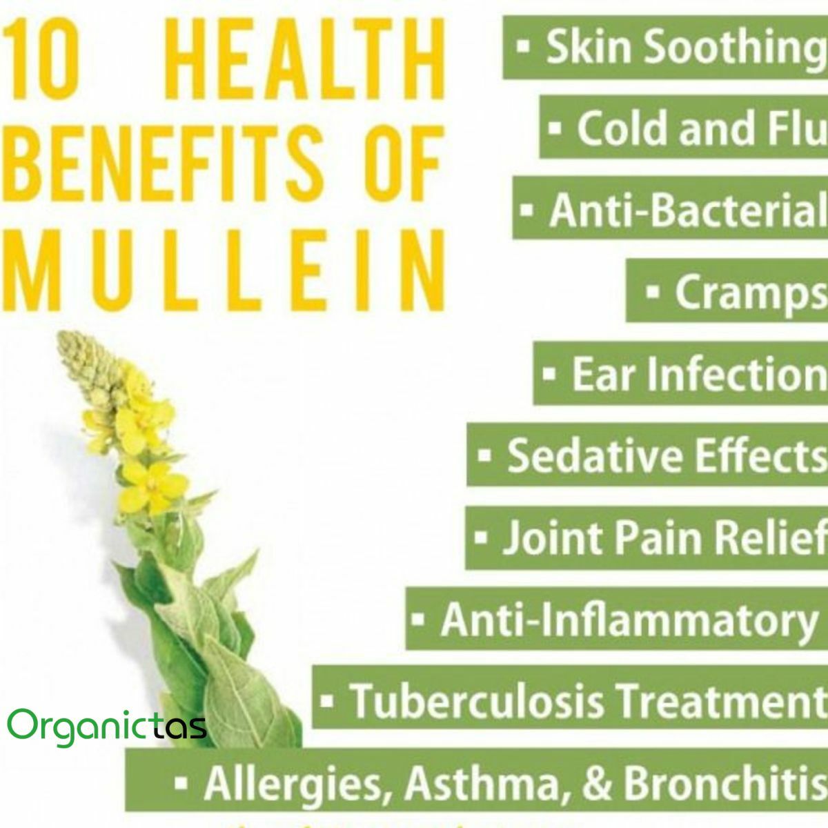 Organic MULLEIN Leaves & Flowers Cut Herbal Tea (Verbascum Thapsus) Grade A 100g