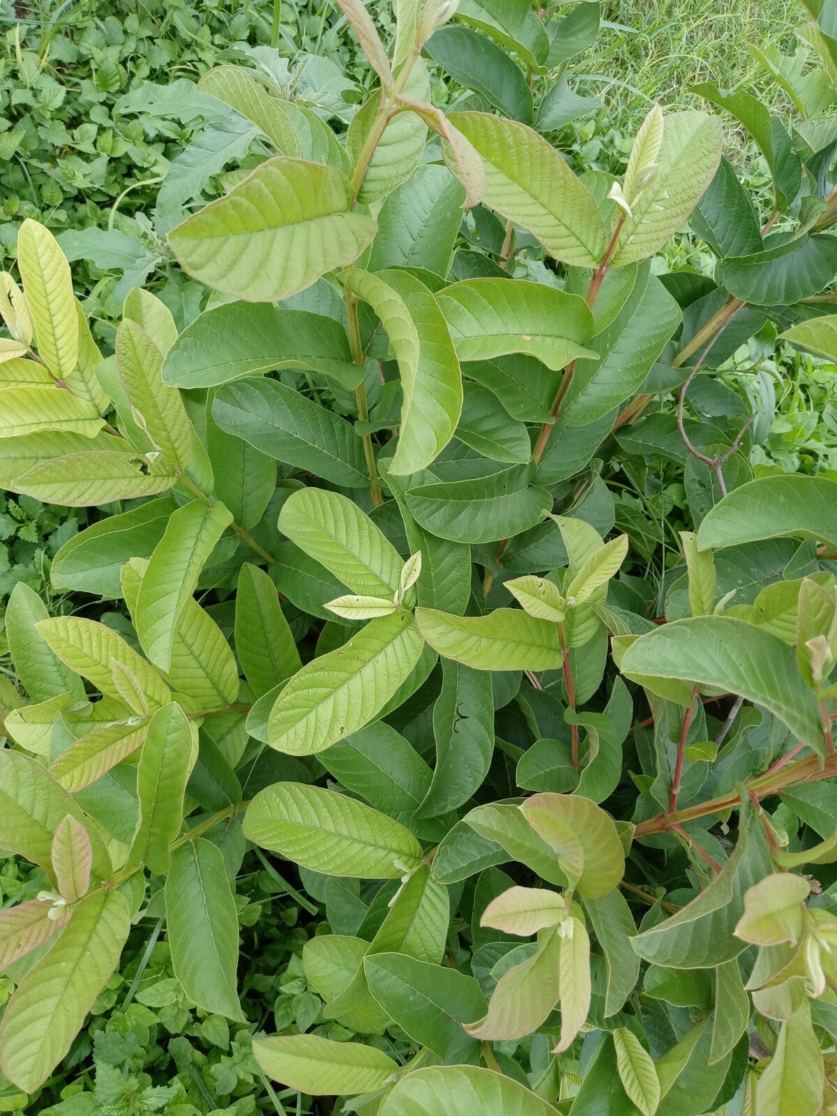 Guava 100 Fresh Leaves – Hojas de Guayaba