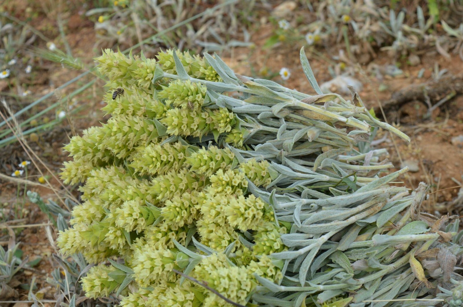 Greece Mountain tea wild organic bunch sideritis scardica ironwort handpicked