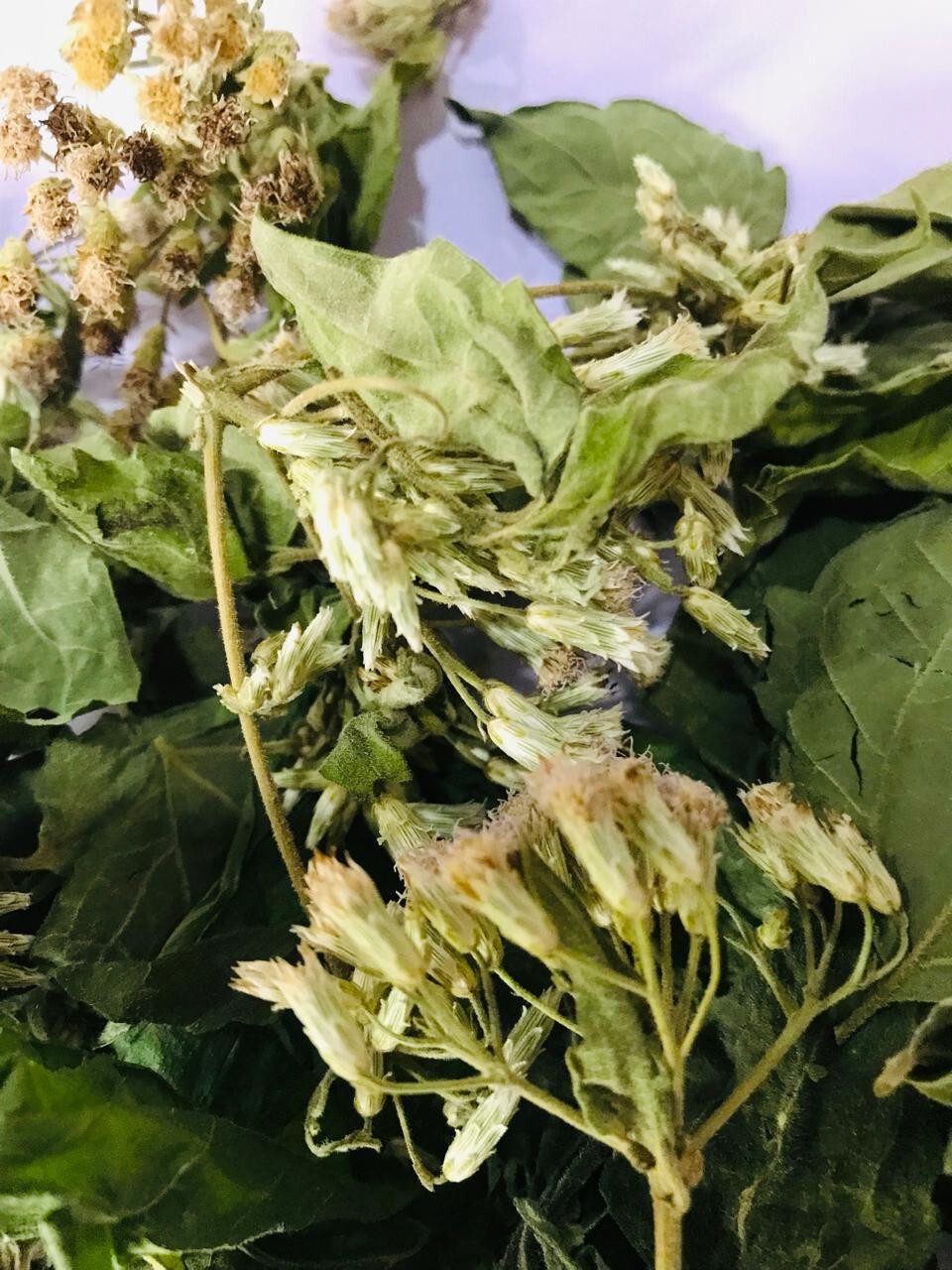 Dried Mexican Dream Herb Calea Zacatechichi Organic Herbal Ceylon Tea