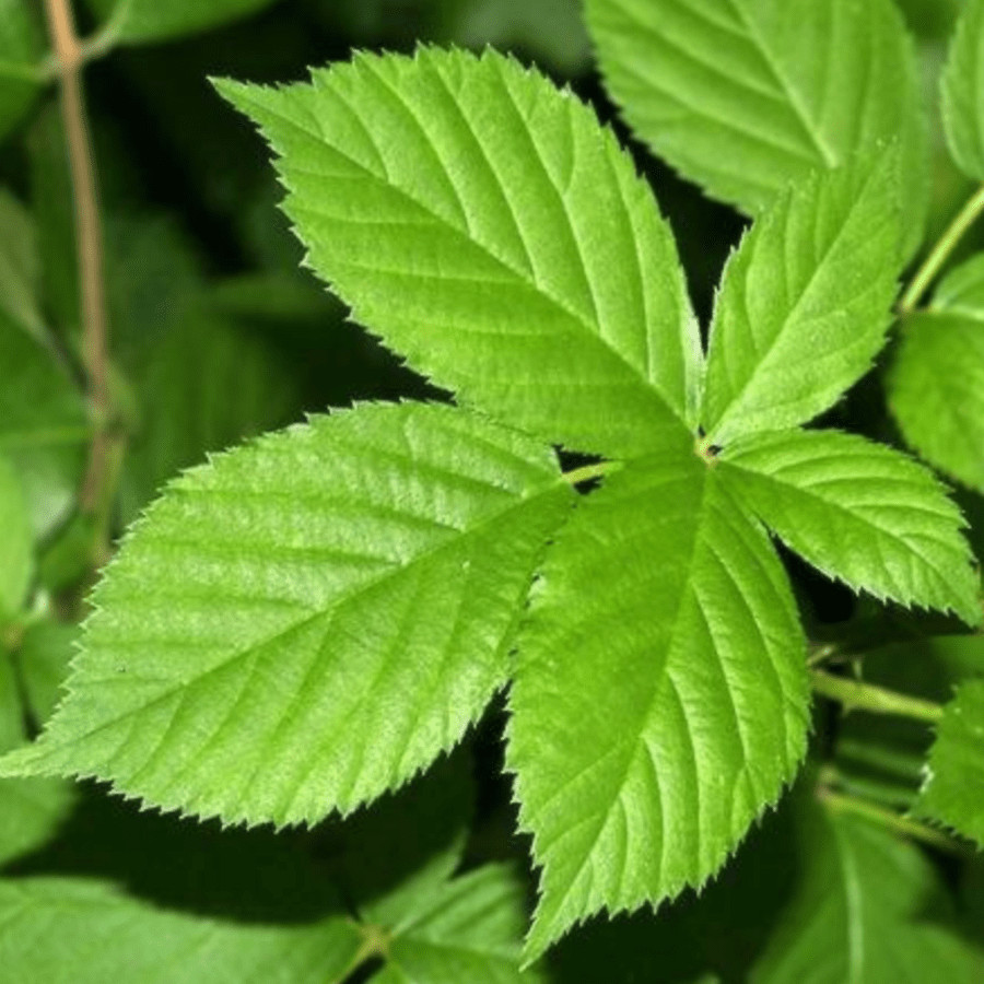 Blackberry Leaf TEA Organic Herbal Loose Dry LEAF 100% Natural NO GMO Homemade