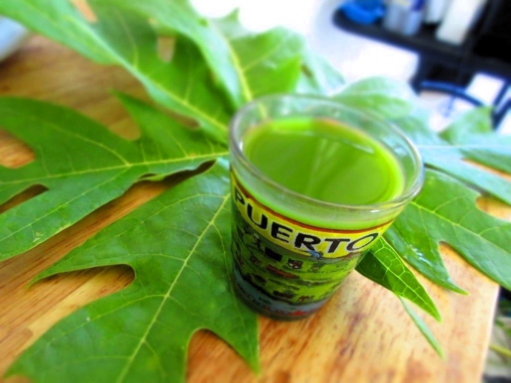 8 Fresh Organic Papaya Leaves hand-picked