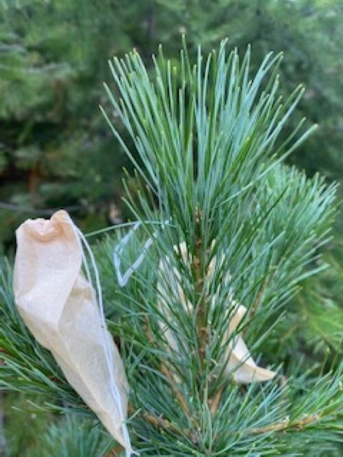 200 CUPS PINE NEEDLE TEA, White Pine Needles, Organic Pine Needle Tea, Organic