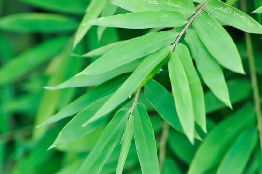 Dried Bamboo Leaves Pure Natural Zongzi Sticky Rice Dumpling & Best Tea 50 Leaf