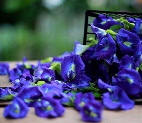 Thai USDA Organic Herbal Tea Lemongrass Rosella Ginger Butterfly Pea 1-5 Packs