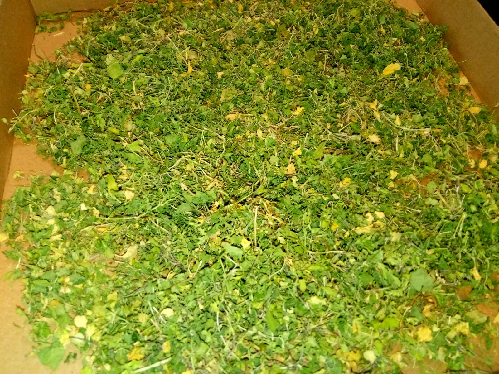 1 Cup Dried Common Chickweed For Tea or Salva.US grown.