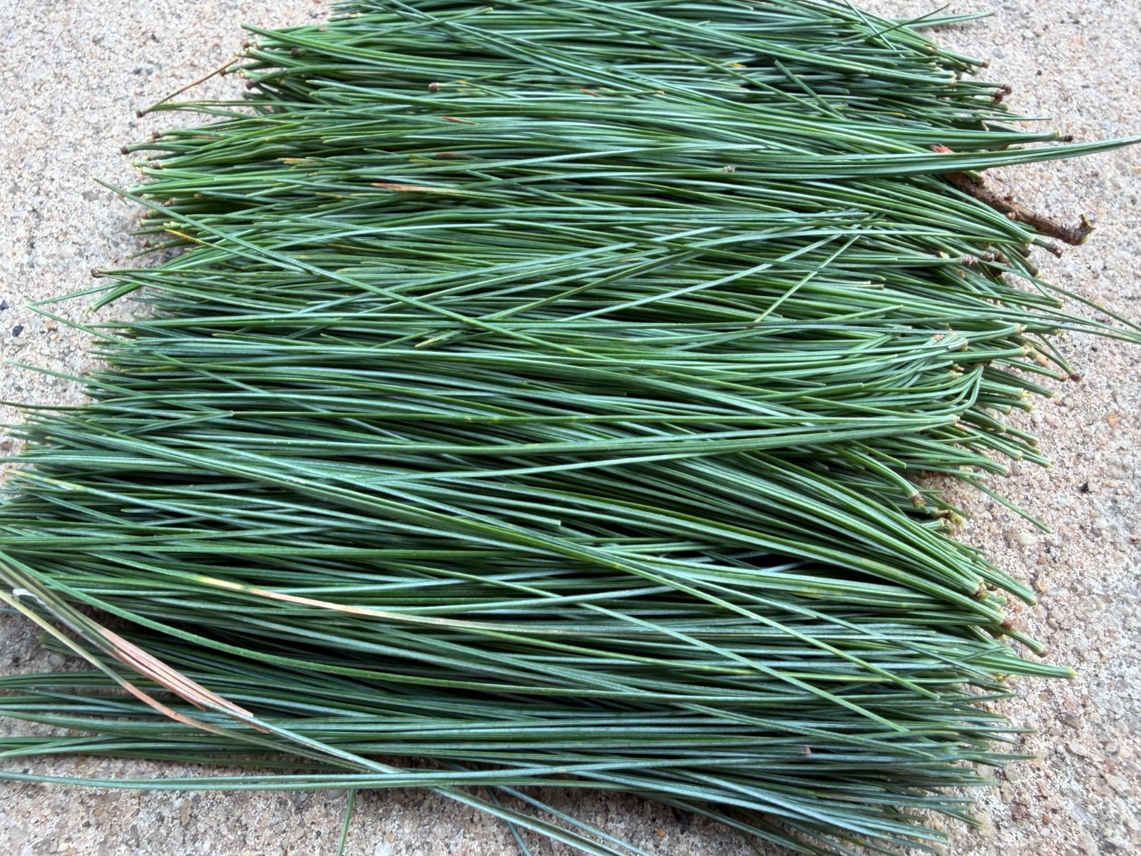 Fresh Eastern White Pine Needles NJ Wild Harvest 1 LB – Tea Crafts Natural