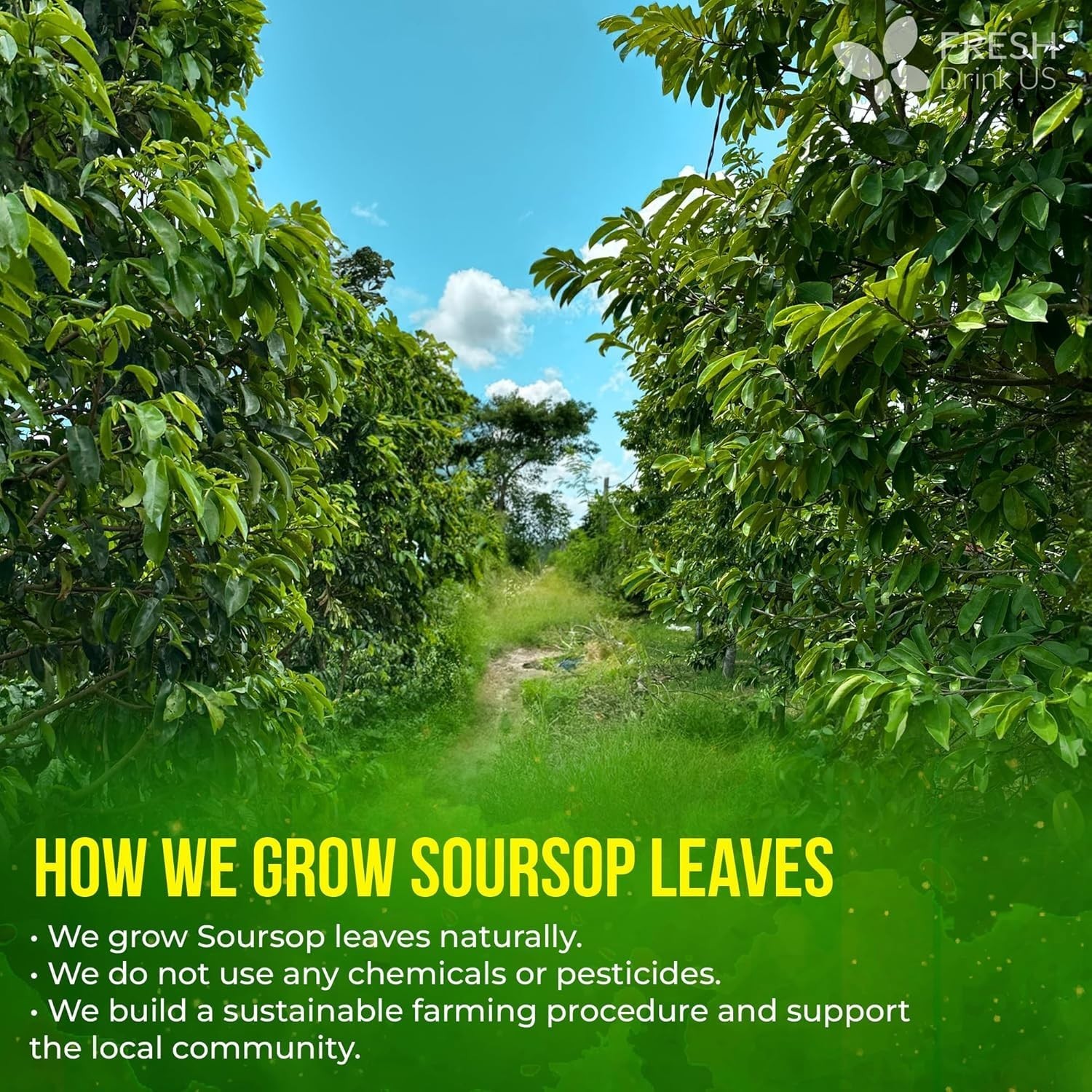 Natural Soursop Tea – 240 Hand-Harvested Graviola Leaves in Kraft Packaging