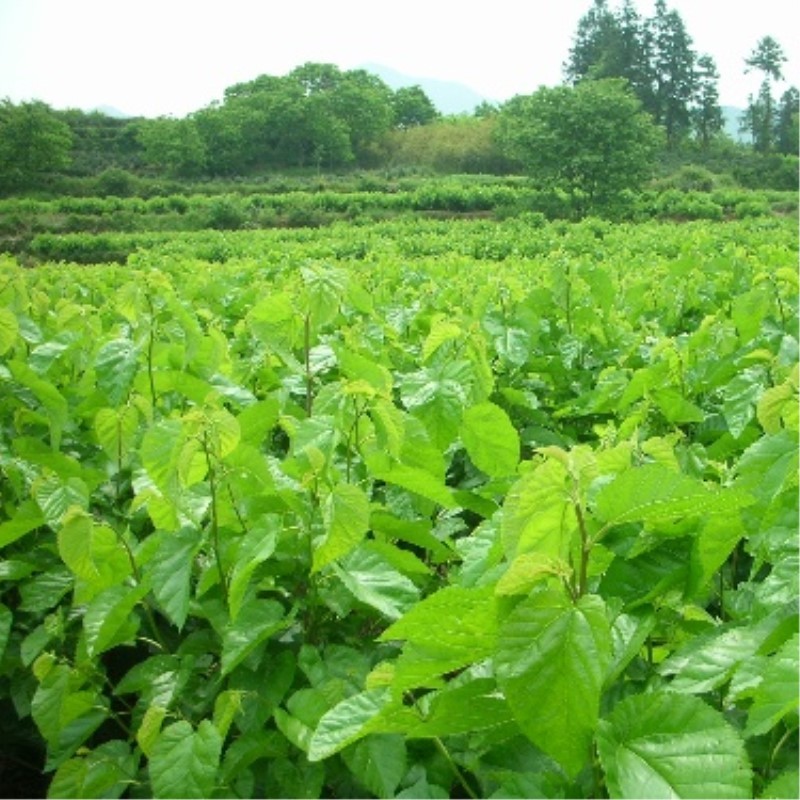 Dried Mulberry Leaf Tea Natural Mulberry Leaves Tea Chinese Health Care Herbal