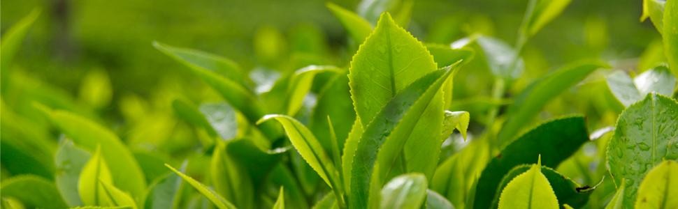 Allegro Tea, Organic Estate Ceylon Tea Bags, 20 ct