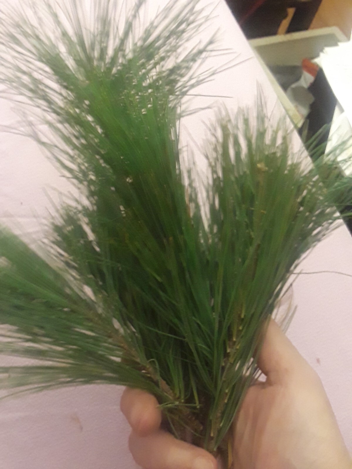 Lot: 20 Organic Eastern White Pine Needle Tea Bag & Red Pine Tea Bags Fresh Tree