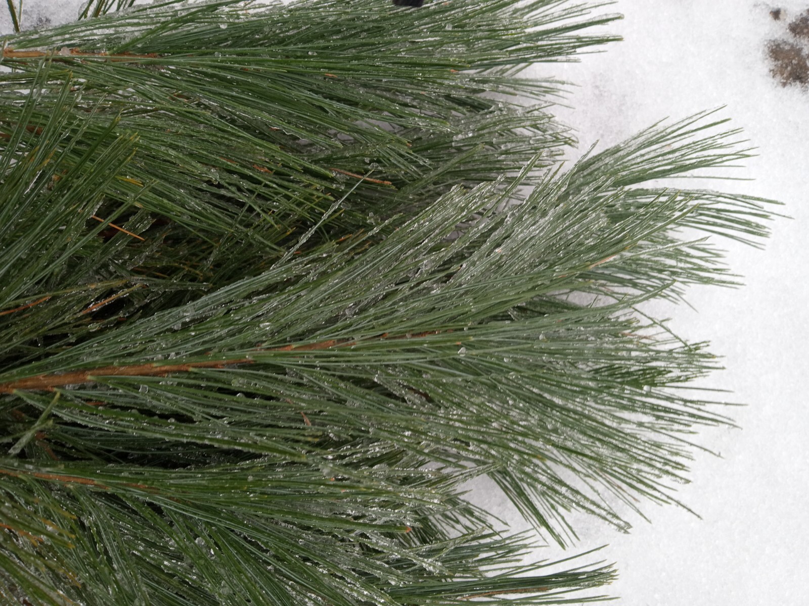 4oz MAINE DRIED EASTERN WHITE PINE NEEDLES PINUS STROBUS TEA ORGANIC
