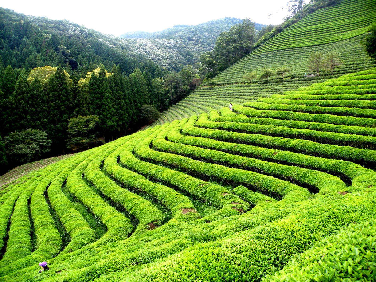 Turkish tea Cay Rich Rize most Famous Brand In Turkey 500gr AUTHENTIC, ORIGINAL
