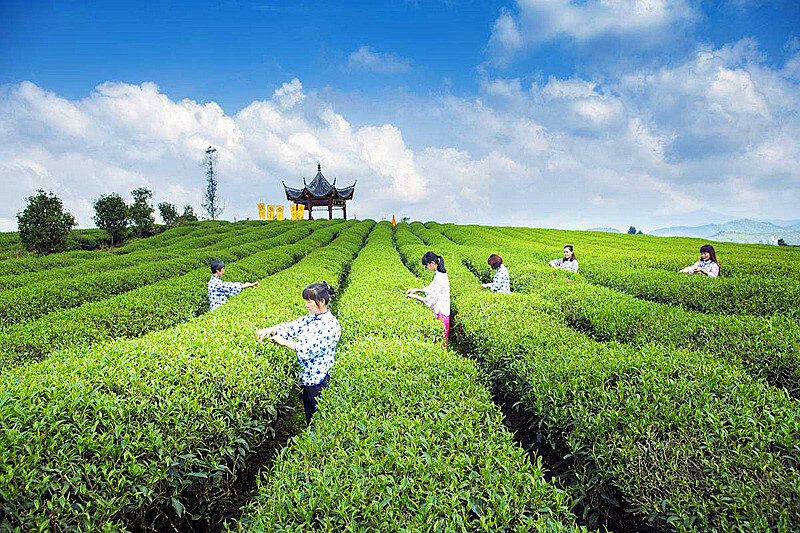 250g Premium Puerh Tea Yunnan Puer Tea Wholesale 20 Years Old Chinese Pu Er Tea