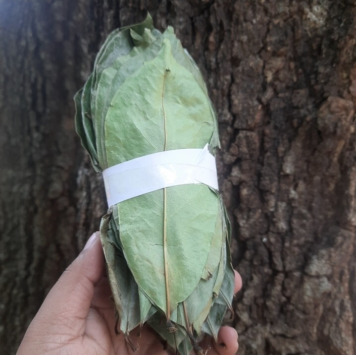 2200 Dried Soursop Leaves- Annona HOJAS DE GUANABANA GRAVIOLA Quality Herbal Tea