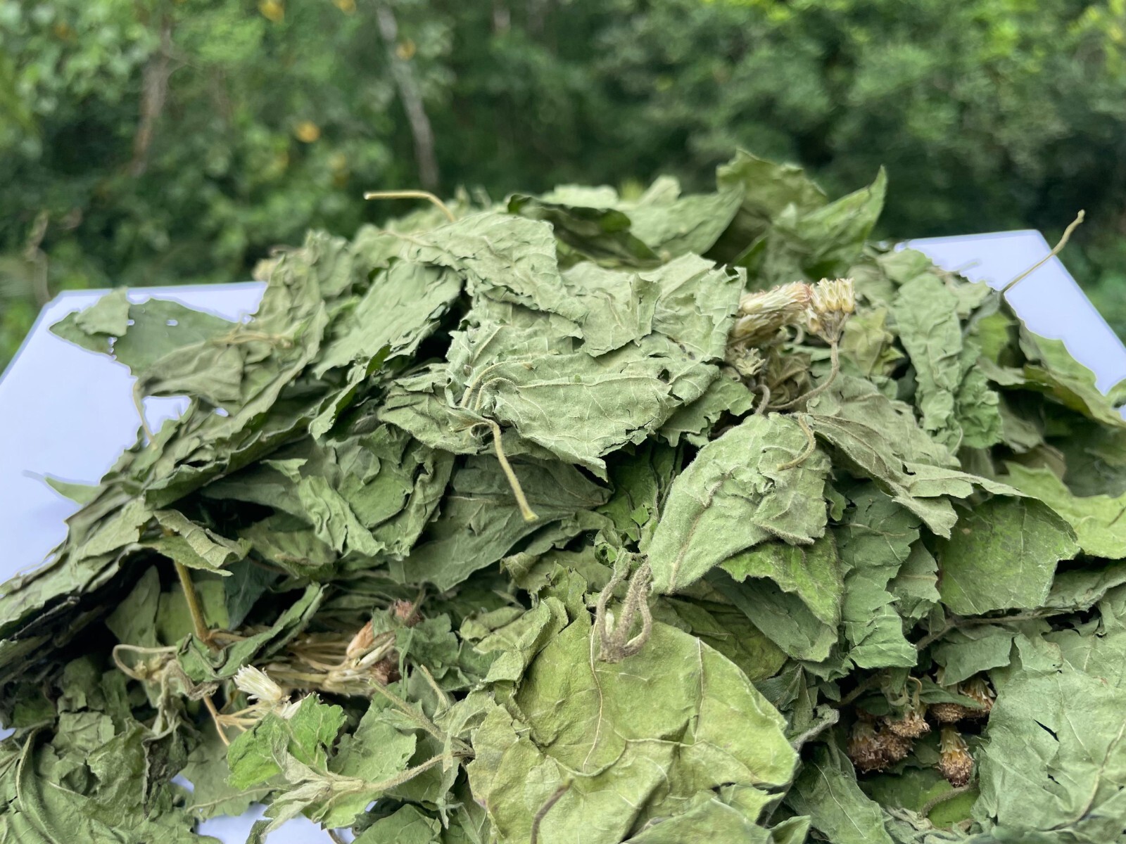 Calea Zacatechichi Mexican Dream Herb Lucid Dream Pure Dried Leaves Herbal Tea
