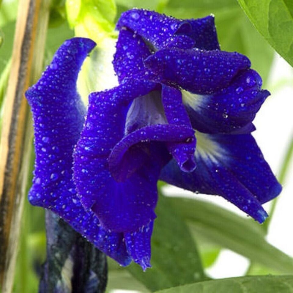 Butterfly Pea Blue Organic Tea Dried Flower Natural Herbal Drink 100% Pure Fresh