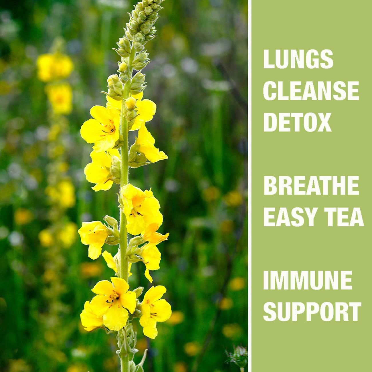 40 Bags Dried Mullein Leaf Tea for Lungs – Lung Detox Cleanse Tea for Smokers –