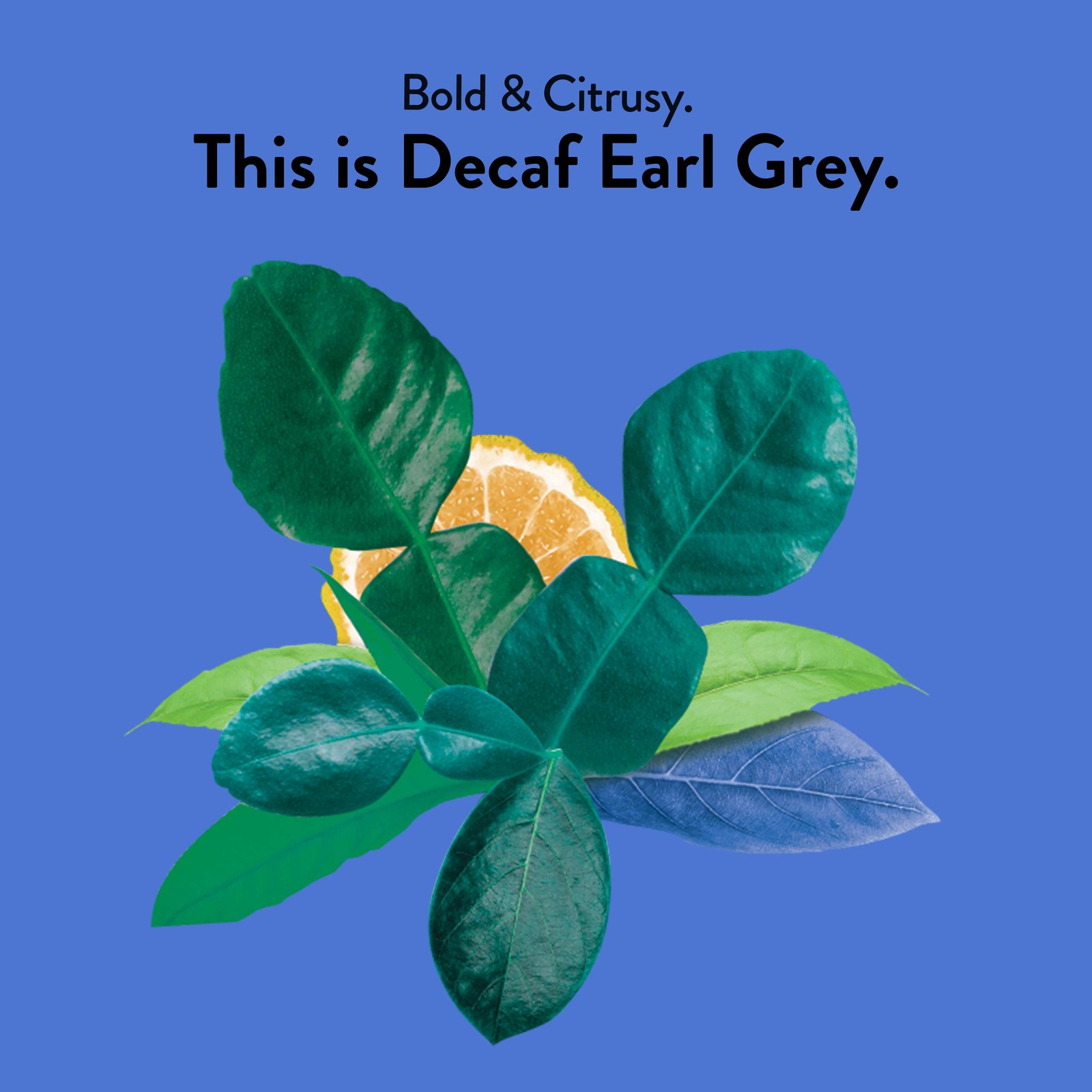 Decaffeinated Earl Grey Tea Bags with Bergamot – Organic, Fair Trade,