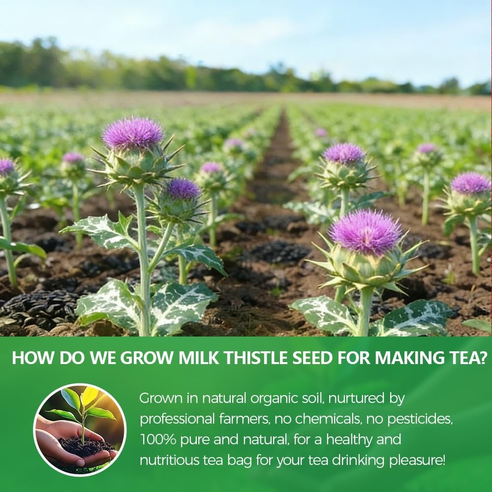 60 Count Milk Thistle Tea Bags – 100% Natural Milk Thistle Seed, Liver Suppo…