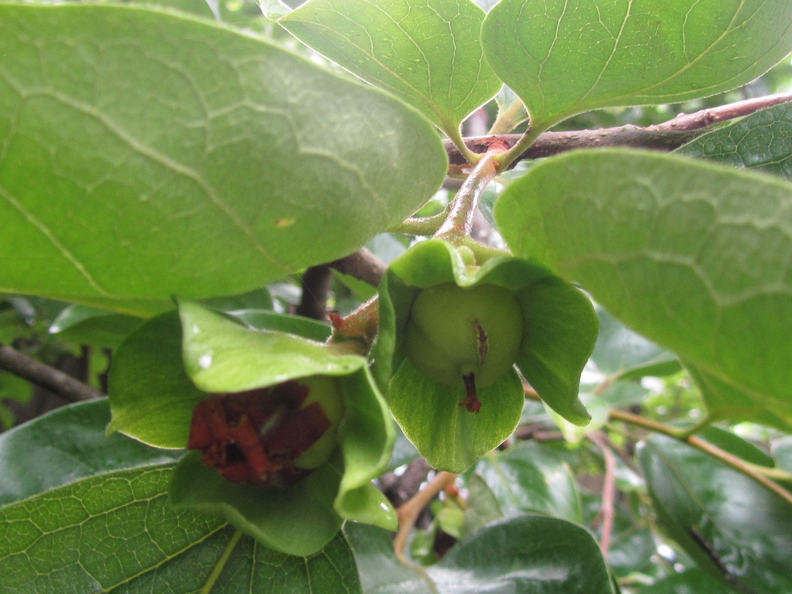 10 Fresh Organic, Anti Inflammatory. Persimmon leaves for tea. Large