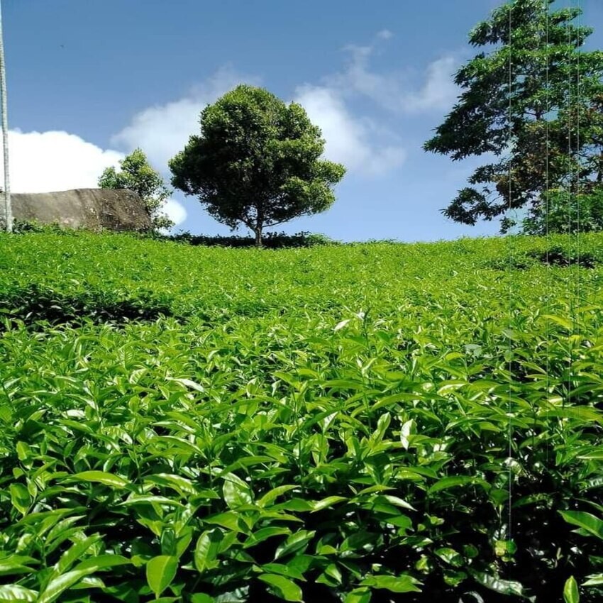 Sugar levels Ceylon Black Ctc Tea Organic Natural Pure Milk Tea Free 500g New