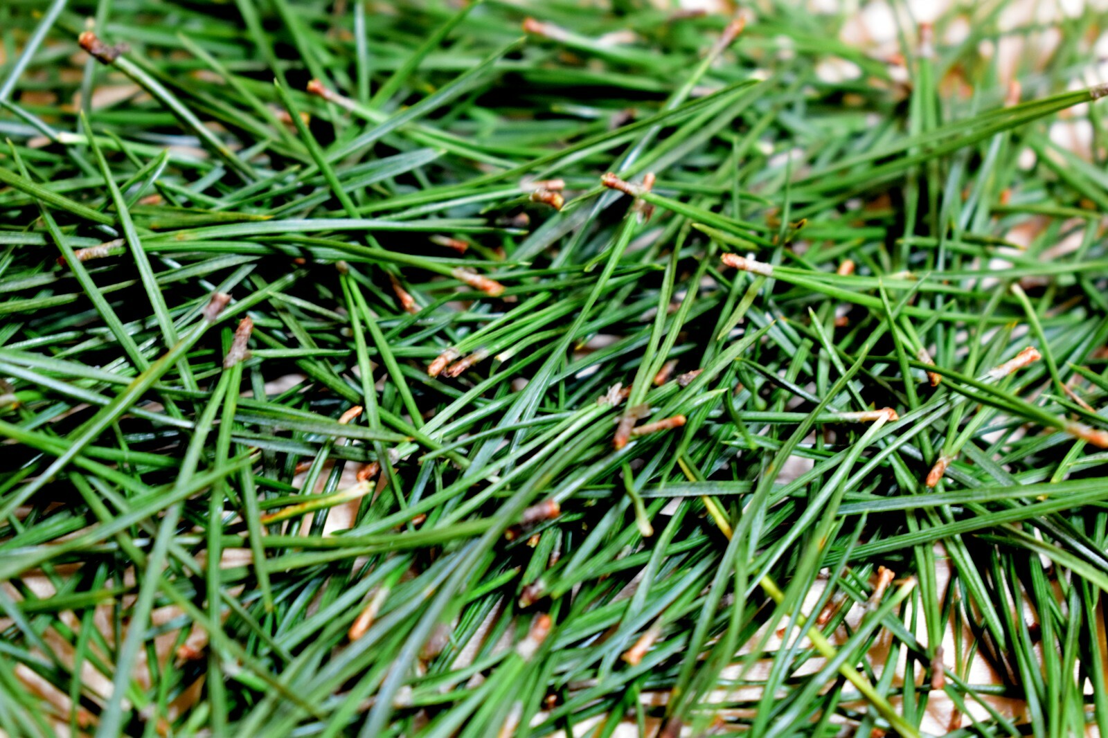 Fresh pine needles for tea 200 G / 7 OZ, Vitamin C, A, B, E, K, suramin, organic