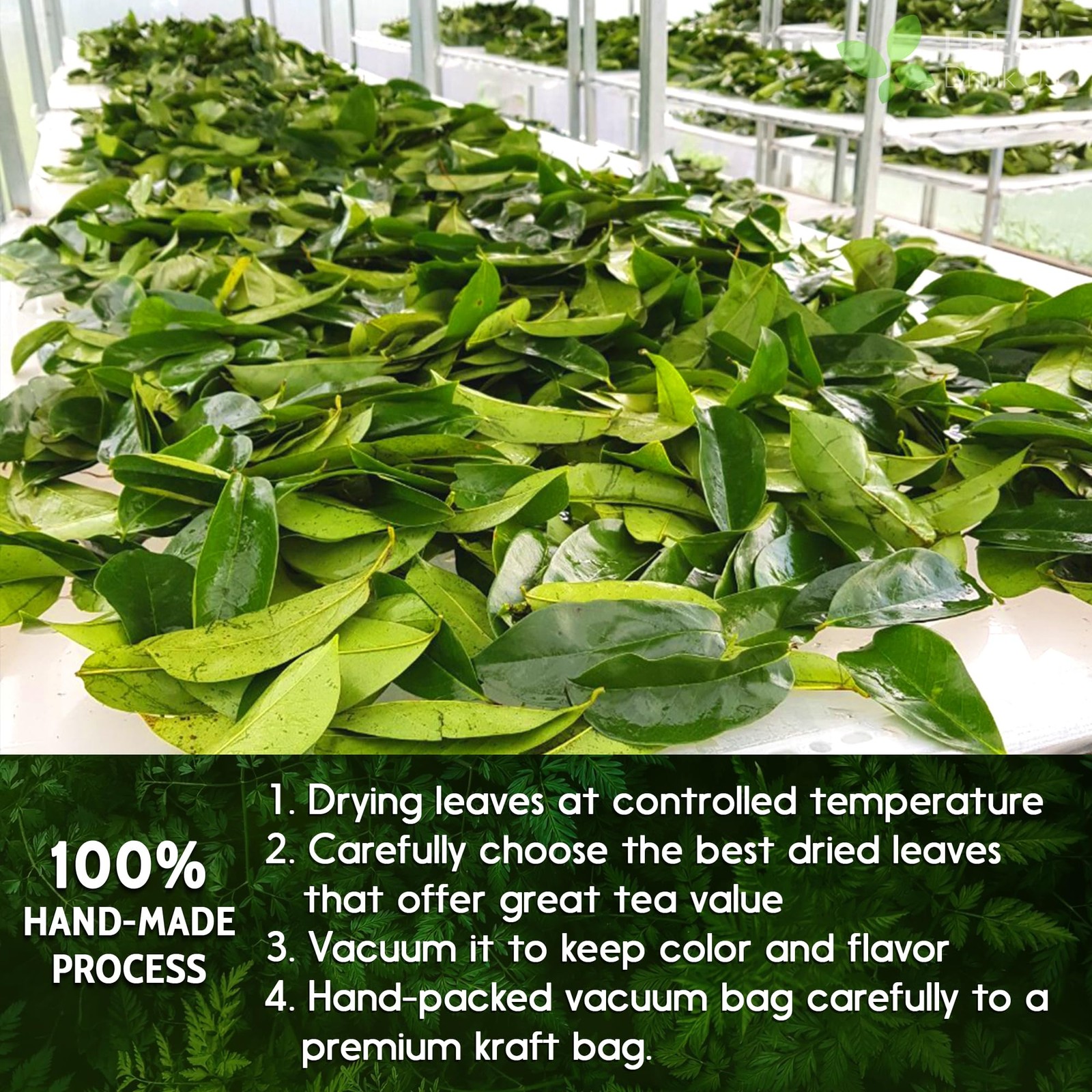 40 Soursop Graviola Leaf Tea Bags, 100% Natural and Pure from Soursop Leaves,