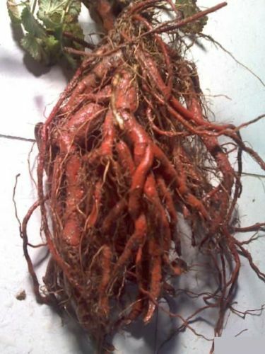Organic Red Sage Root – Salvia miltiorrhiza – Apothecary Wicca Herb Dan Shen