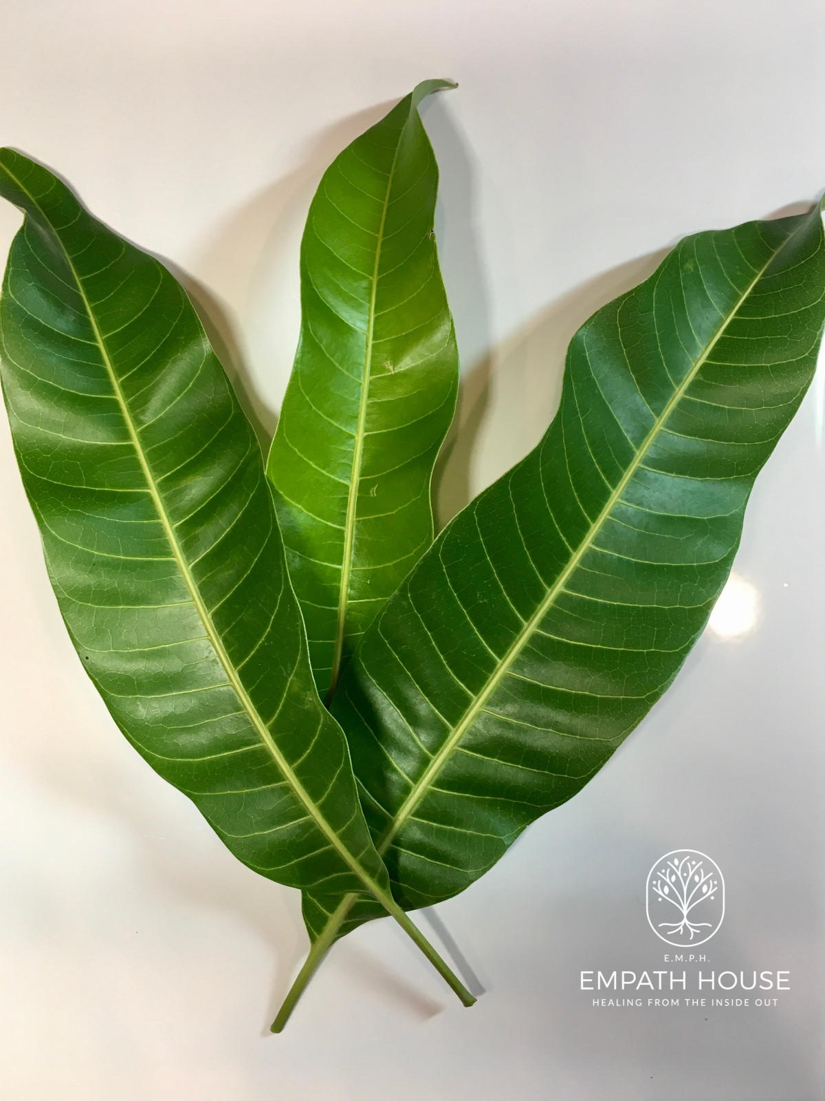 Fresh Mango Leaves Moringa Leaves & Avocado Leaf Mix Combination Freshly Picked