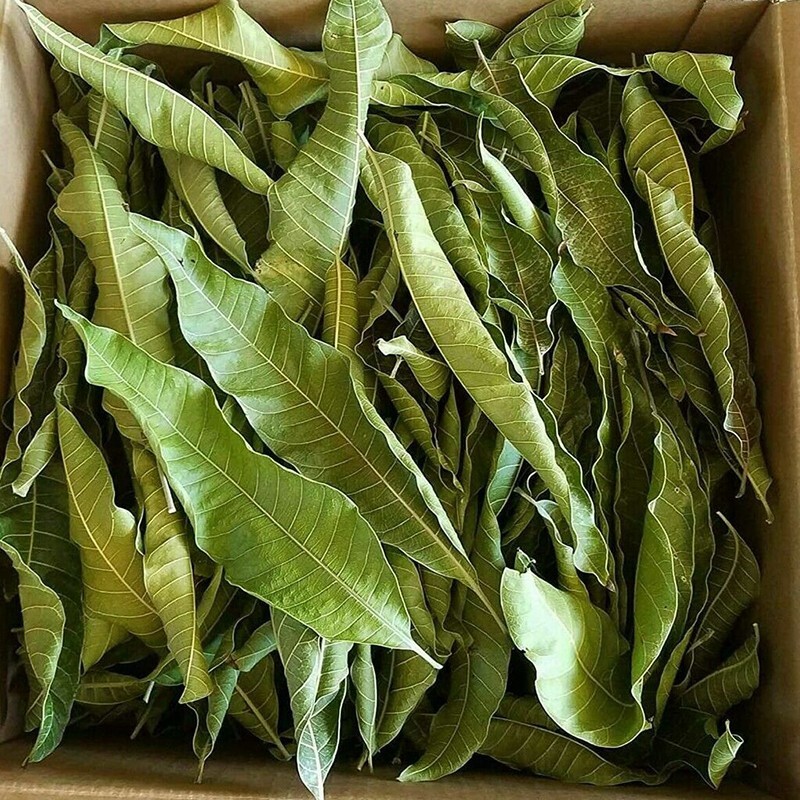 ORGANIC 100% DRIED MANGO LEAF POWDER Ceylon homemade herbal tea 40g