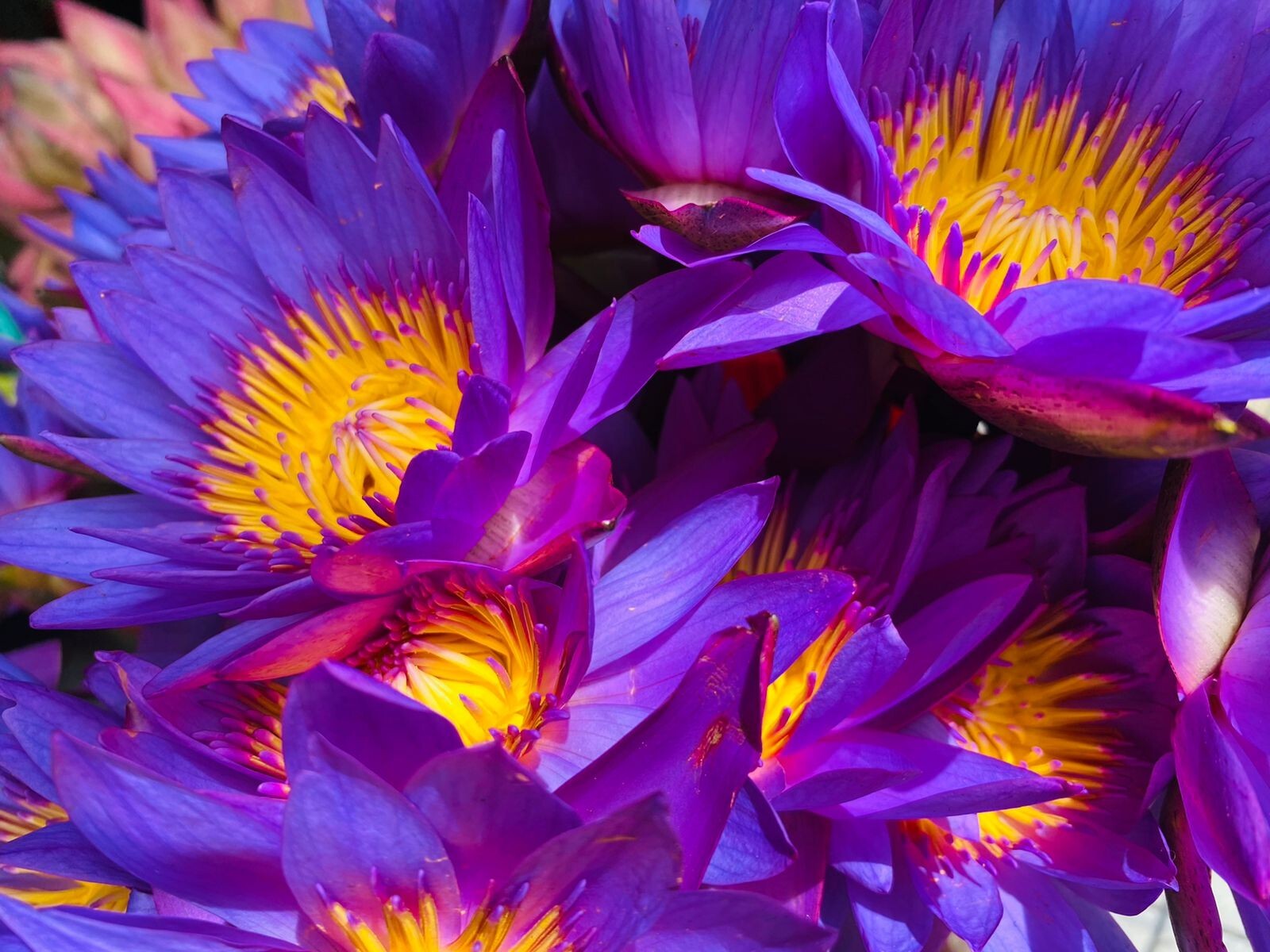 Dried Blue Lotus Flower/Nymphea Caerulea 100% Natural Organic From Ceylon New