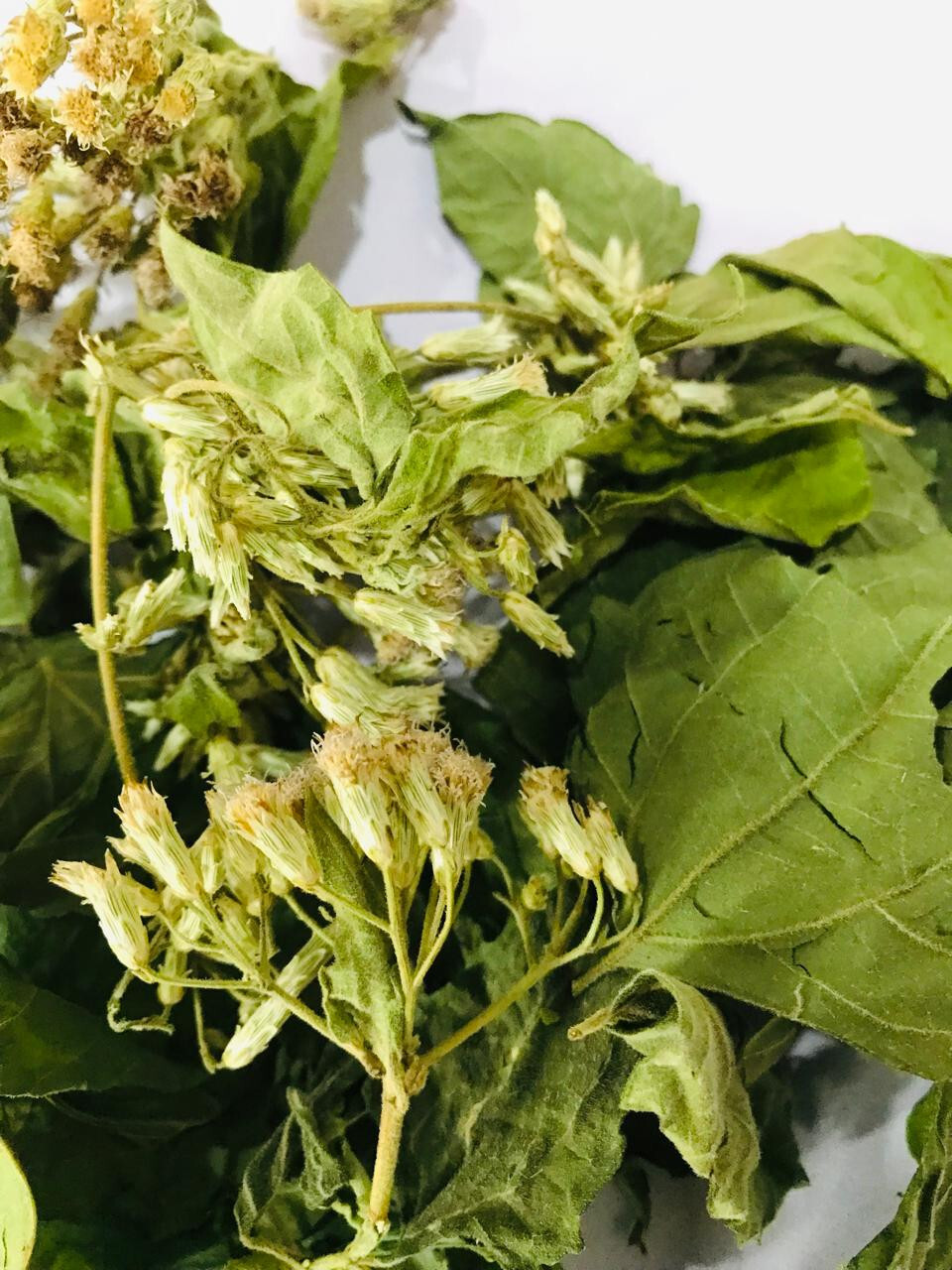 Calea Zacatechichi Mexican Dream Herb 100% Organic Ceylon Herbal Tea