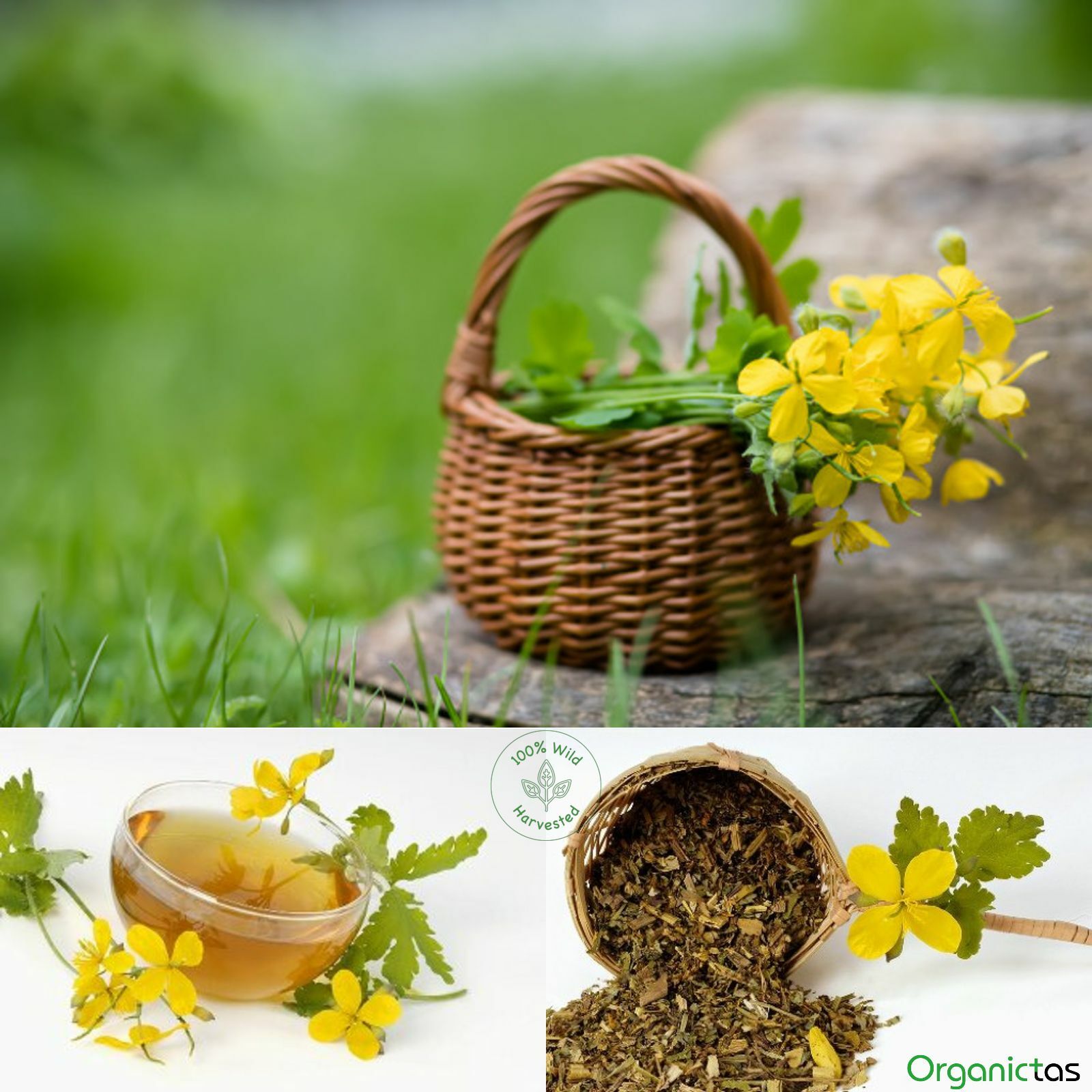 Greater CELANDINE Herbal Tea Organic Premium Quality Dried Loose Herb 50-200g