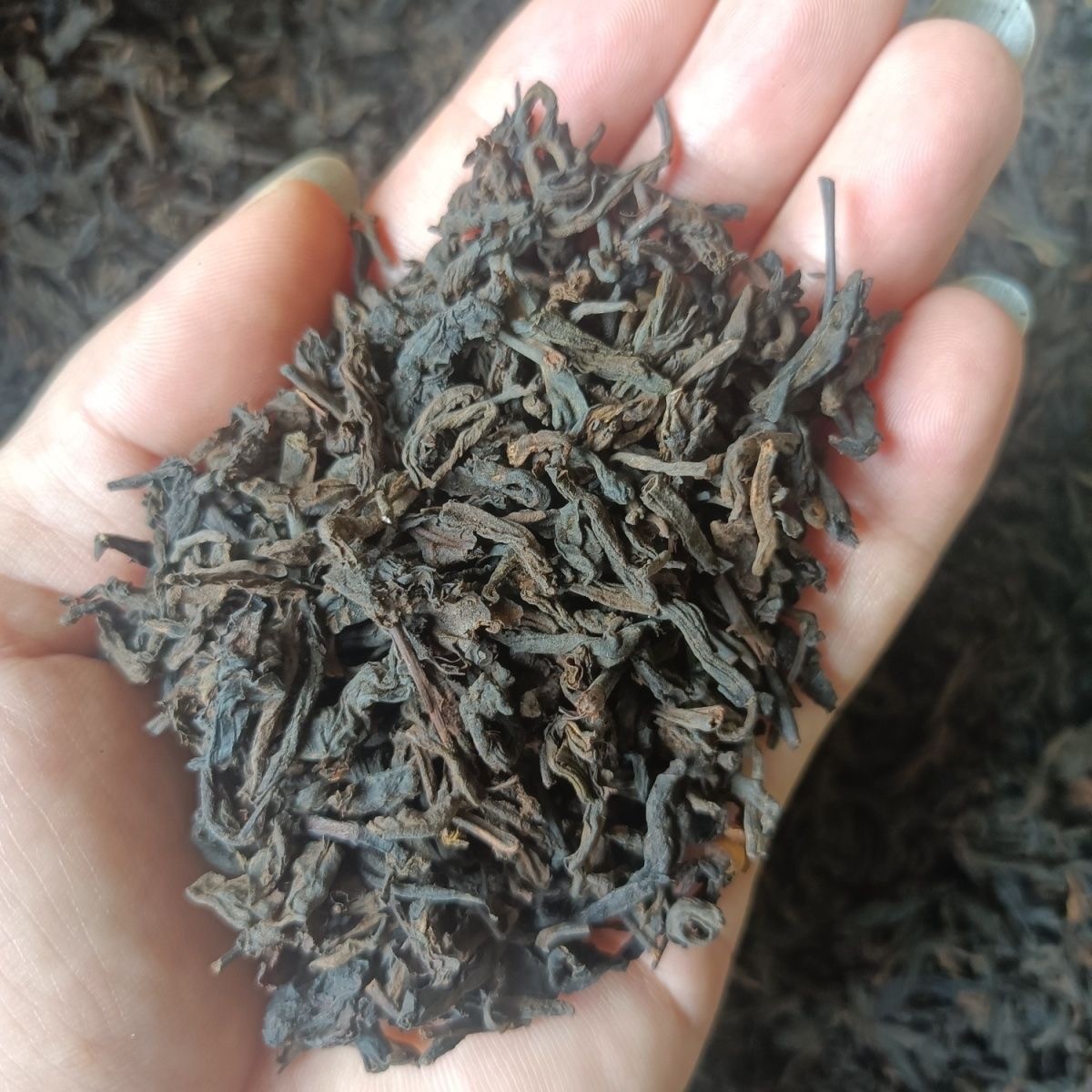 Guangxi Wuzhou Liu Bao Cha Hei Cha Chinese Liupao Loose Tea Dark Tea