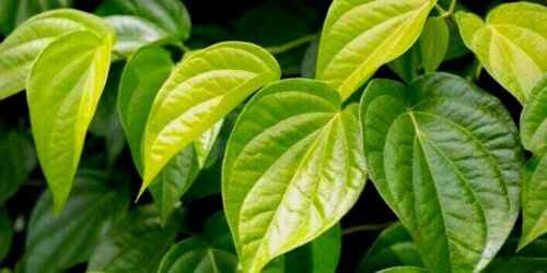 100% Organic Natural Quality Ceylon Fresh Pure DRIED BETEL (PAAN) Leaves 50