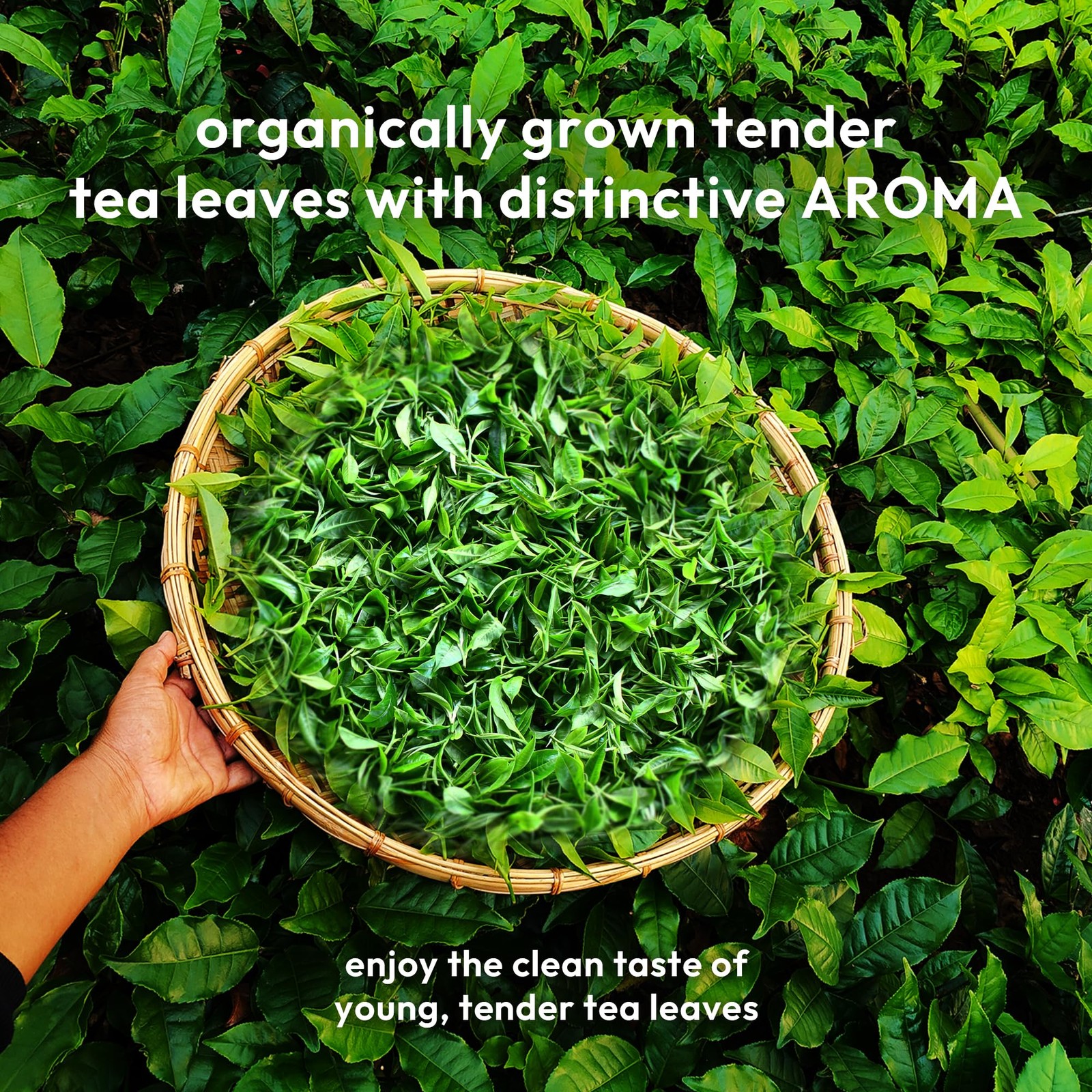 Woolah Assam Green Tea Organic Plastic Free 30 Dips 60 Cups
