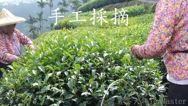 Dongding Oolong Tea Giving away free Coaster/ high quality Oolong tea