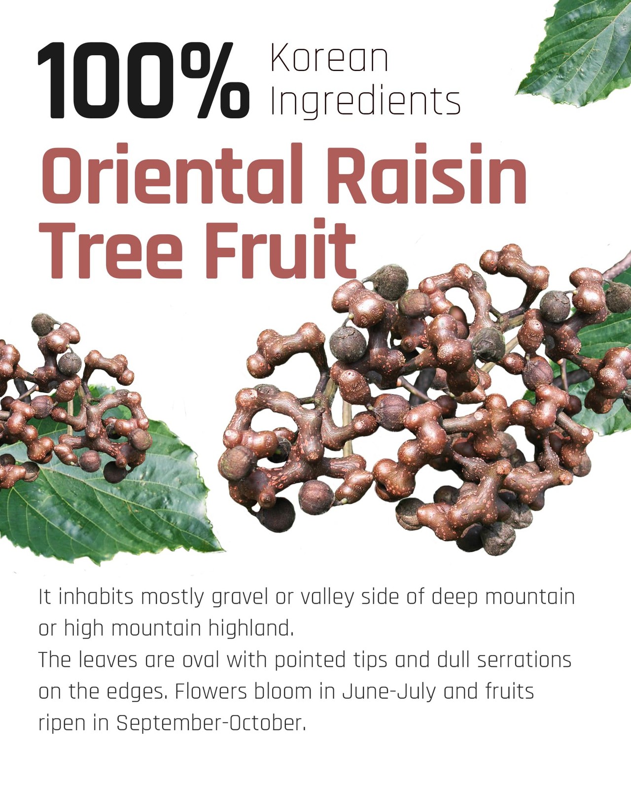Ssanggye Tea Oriental Raisin Tree 1g X 40 Bags 40 Count (Pack of 1)