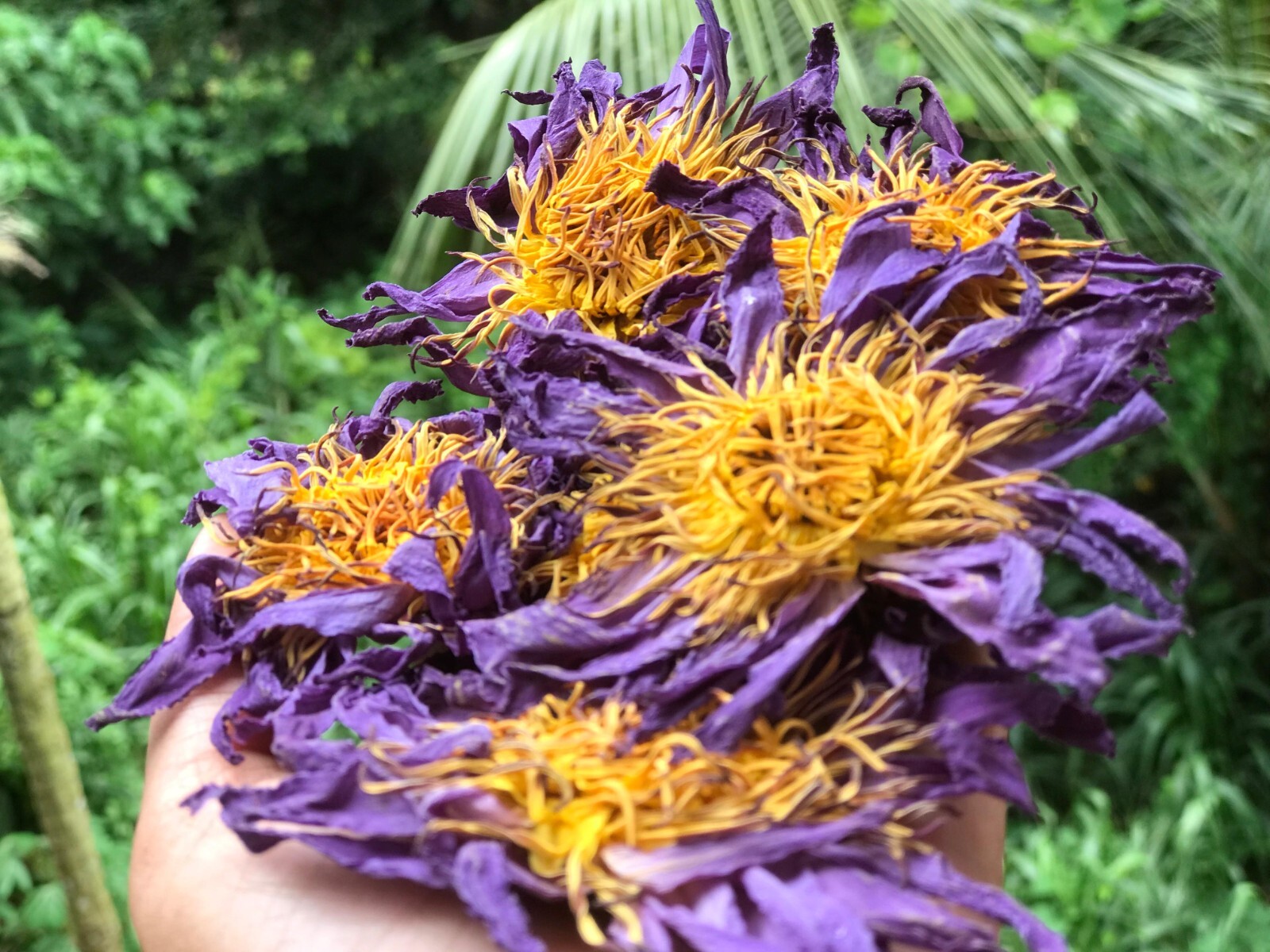 Egyptian Blue Lotus Nymphaea Caerulea Organic Pure Hand Picked Flowers Herbal