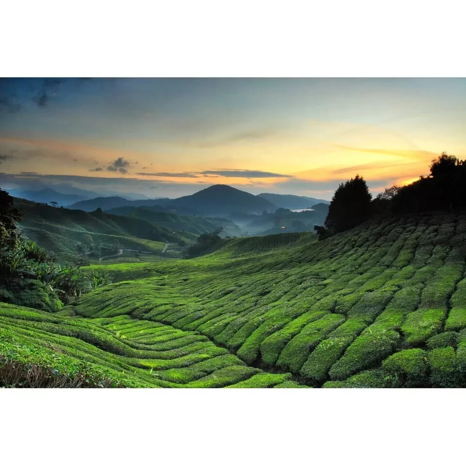 BOH 3in1 Tea TEH TARIK Kurang Manis Less Sweet 12’s (27g each) FREE SHIPPING