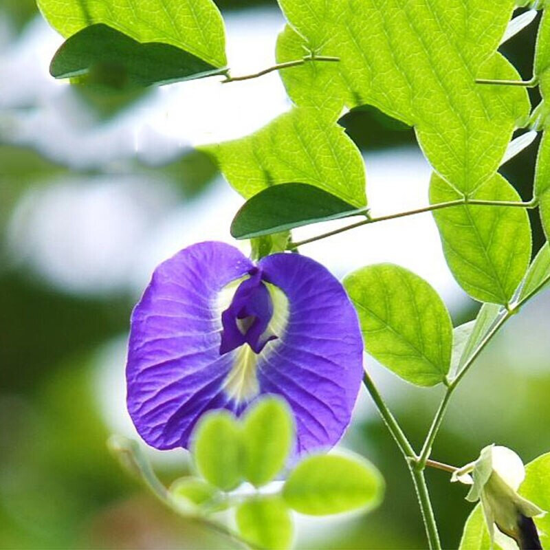 Nature Herbal Blue Butterfly-Pea Beauty Detox Natural Colorants dyeing drink