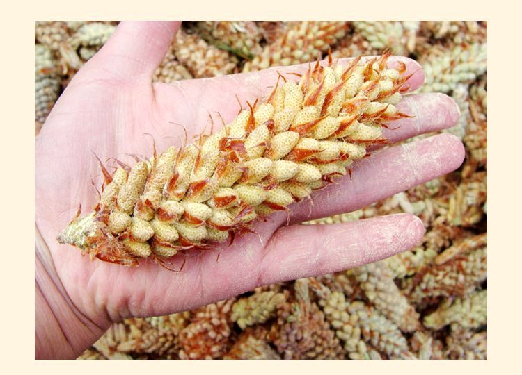 Yunnan Shell-broken Pine Pollen Tablet 100g 99% Cracked Cell Wall Herbal Extract
