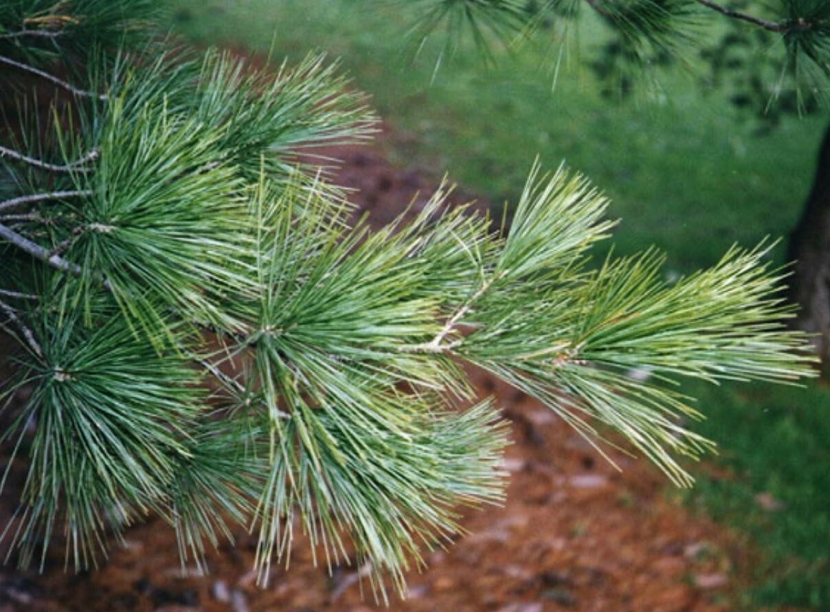 200 CUPS PINE NEEDLE TEA, White Pine Needles, Organic Pine Needle Tea, Organic