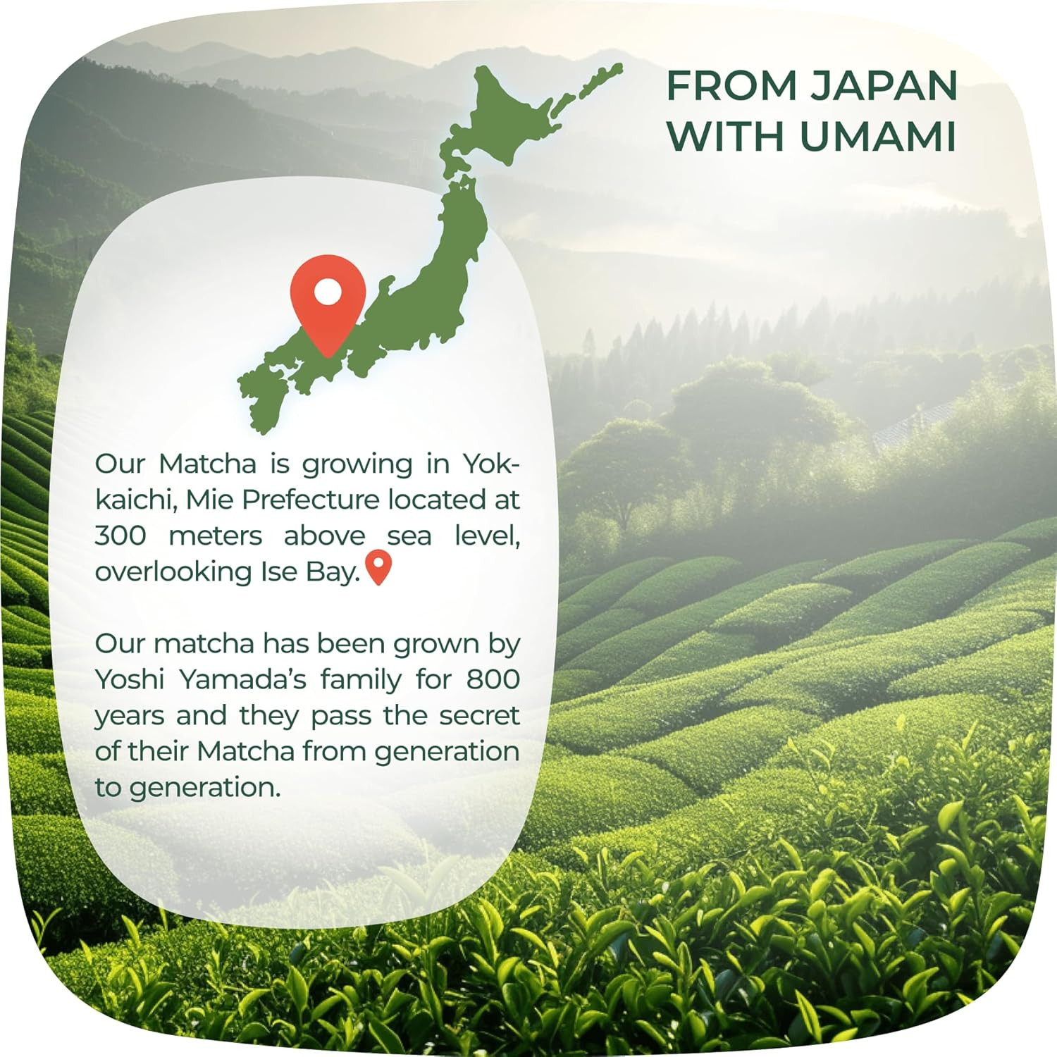 Premium Japanese Matcha Bundle: 100g Ceremonial & 100g Culinary Grade