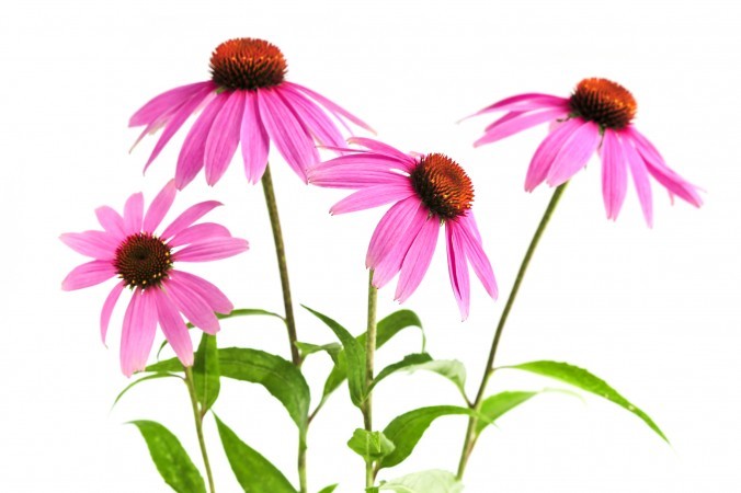 Echinacea Leaf – Echinacea purpurea Loose Leaf C/S, Domestically Harvested
