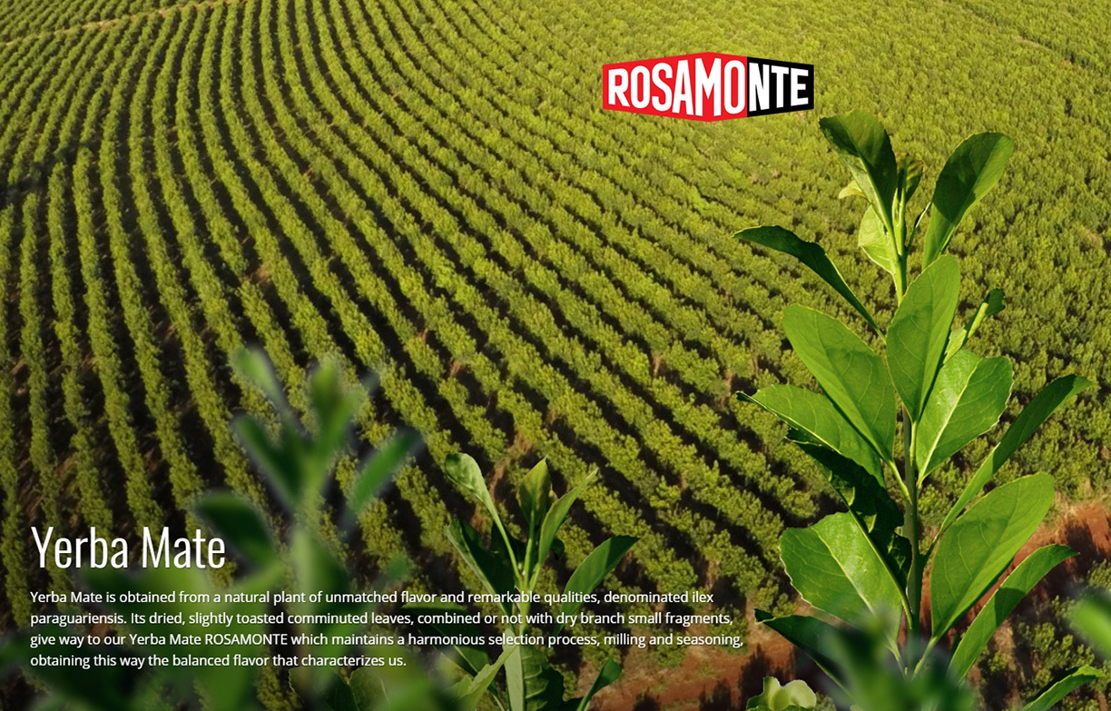 Yerba Mate – Rosamonte Especial – 3 Kilos – Free Shipping