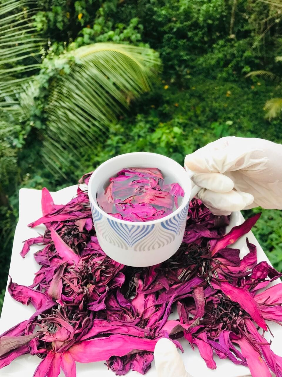 Ceylon Red Lotus 1lb Nymphaea Rubra 100% Hand Pick Organic Herbal Flowers Tea