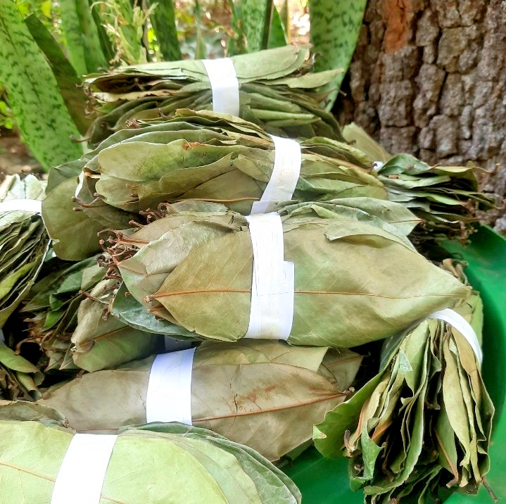 2200 Dried Soursop Leaves- Annona HOJAS DE GUANABANA GRAVIOLA Quality Herbal Tea