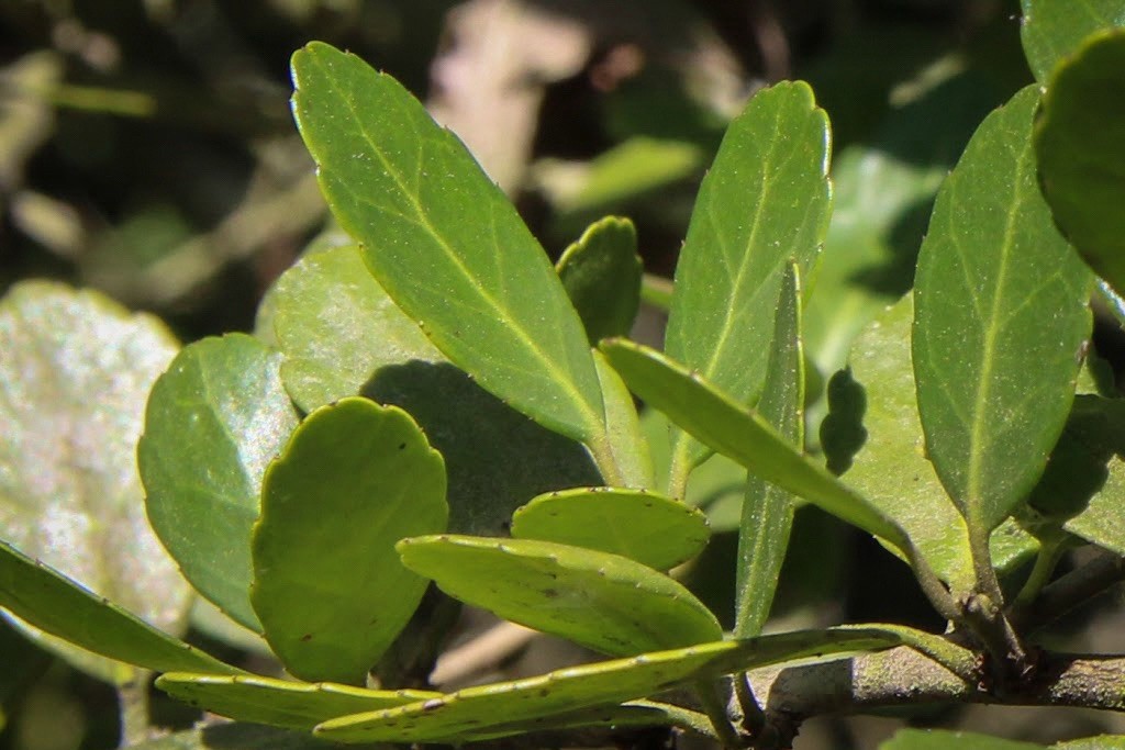 Handmade Yaupon Tea